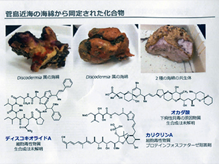菅島近海の海綿から同定された化合物