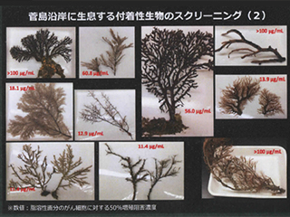 管島沿岸に生息する付着性生物のスクリーニング（2）